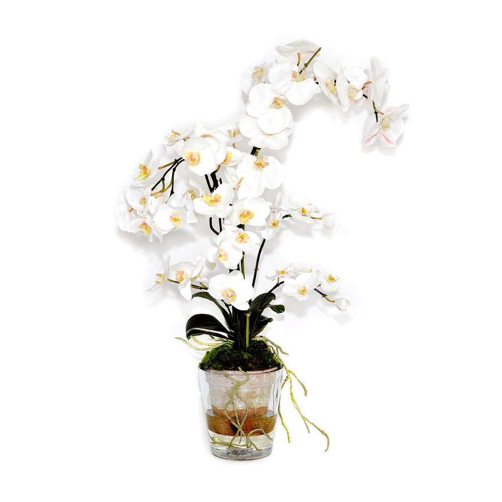 Orchid