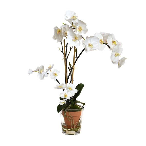 White Phalaenopsis Garden Potted Terracota & Glass Vase • 2 Sizes