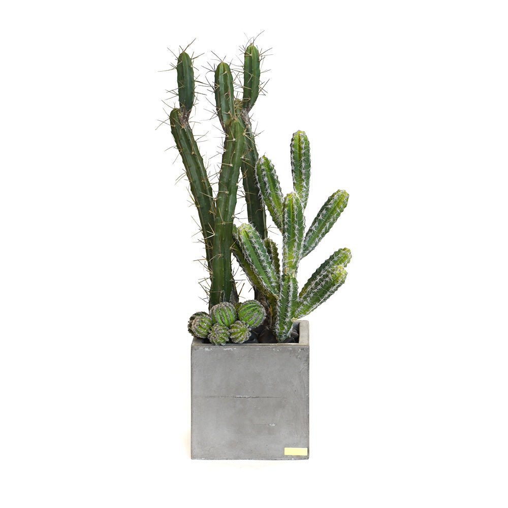 Cactus Garden in Cube Concrete Planter • 2 Sizes Medium
