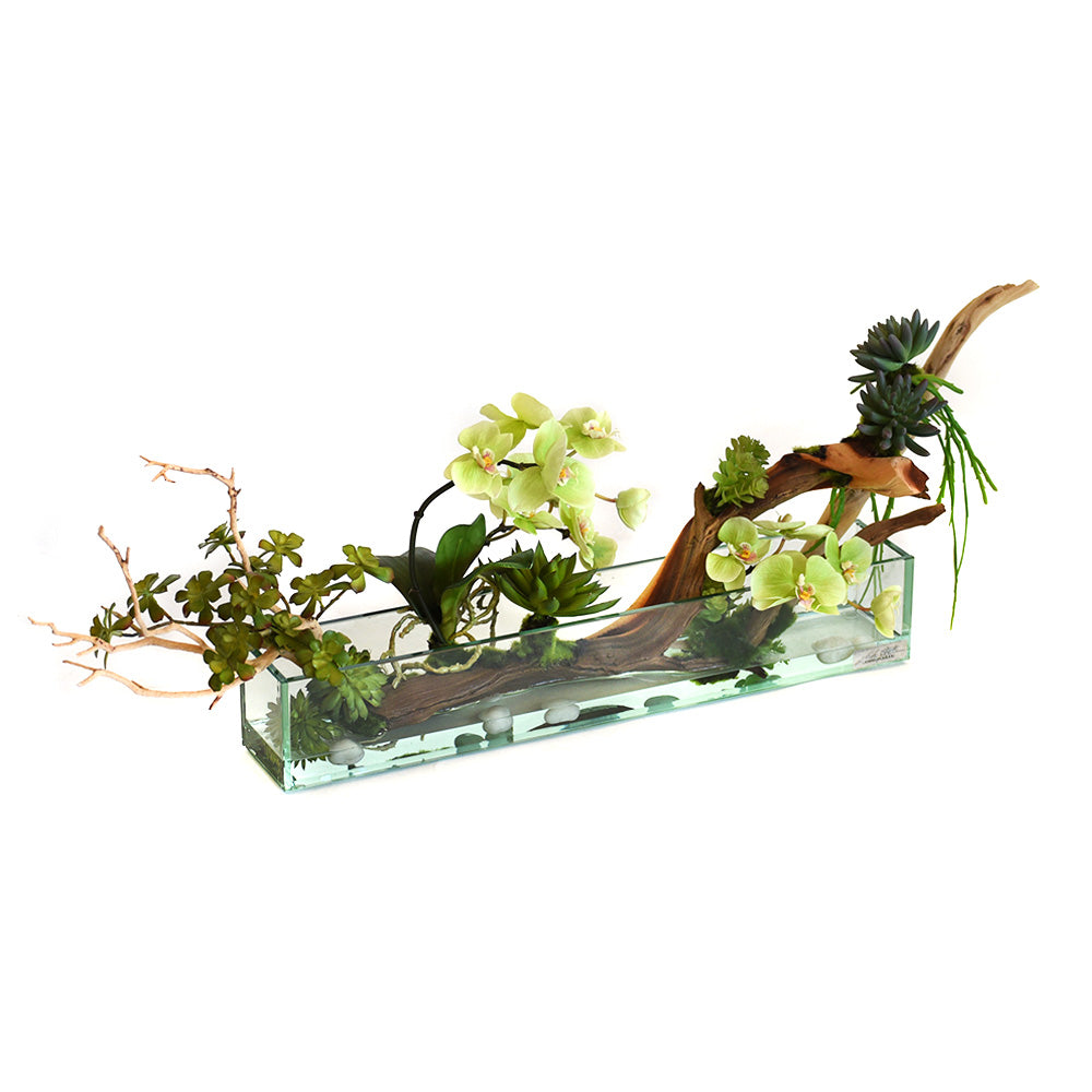 Green Phalaenopsis Orchid, Wood & Succulent Arrangement in 24