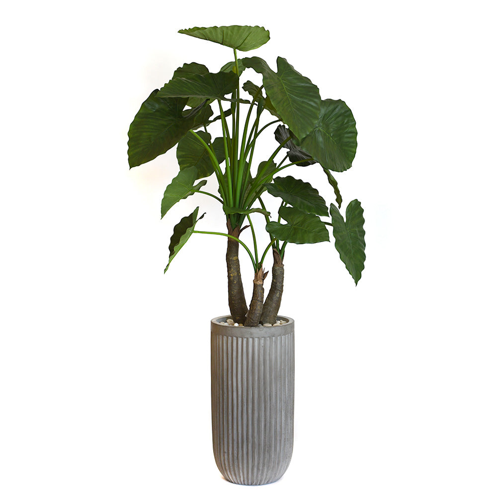 can i plant elephant ears in a pot Elephant Ear Plant in Gray Planter • 2 Sizes