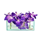 Purple Vanda in Glass Plate Vase • 3 sizes (12", 24" & 48"L)