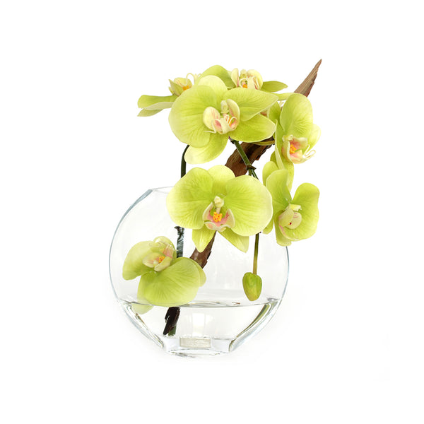 Green Phalaenopsis & Driftwood in 6.5" Moon Vase