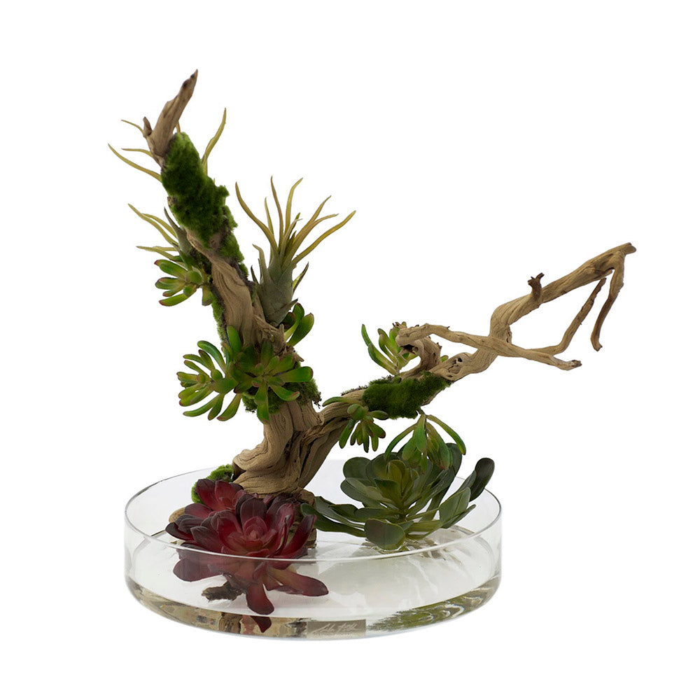 sculptural succulents Succulent Garden & Wood 16"D Heritage Bowl