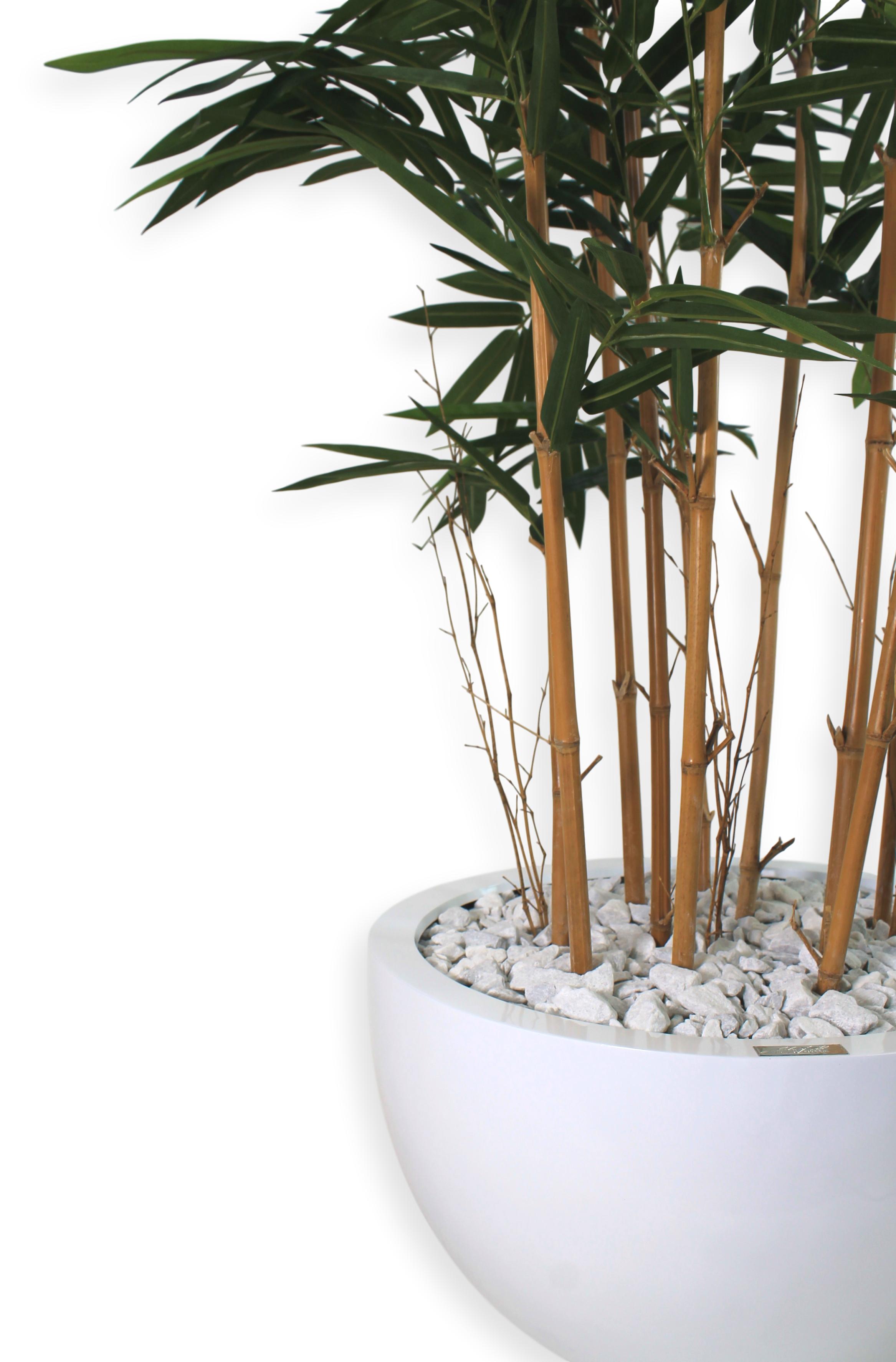 Bamboo Plant in 18" Round Vase