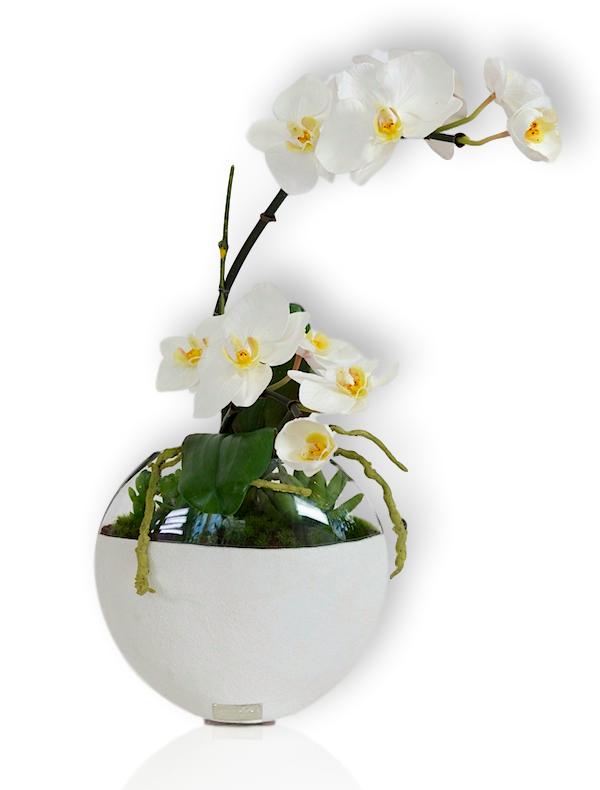 White Phala Garden with Succulents in 10" White Concrete Moon Vase