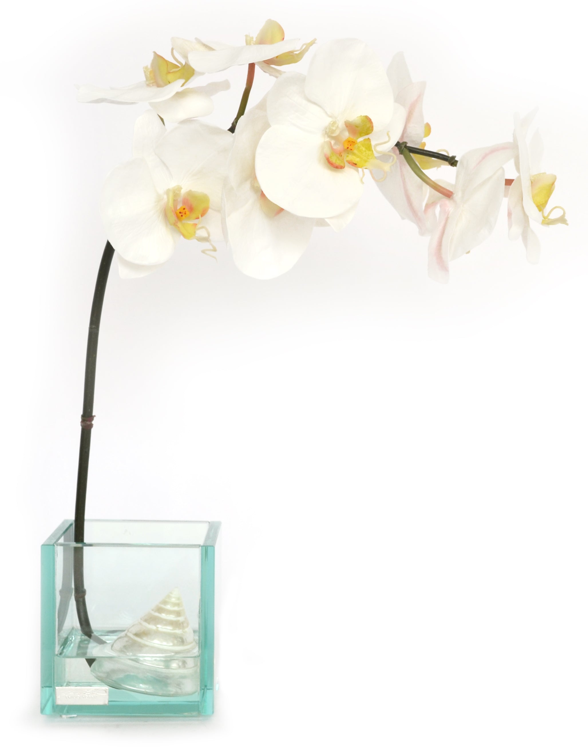 White Phalaenopsis & Seashells 4" Glass Plate Cube