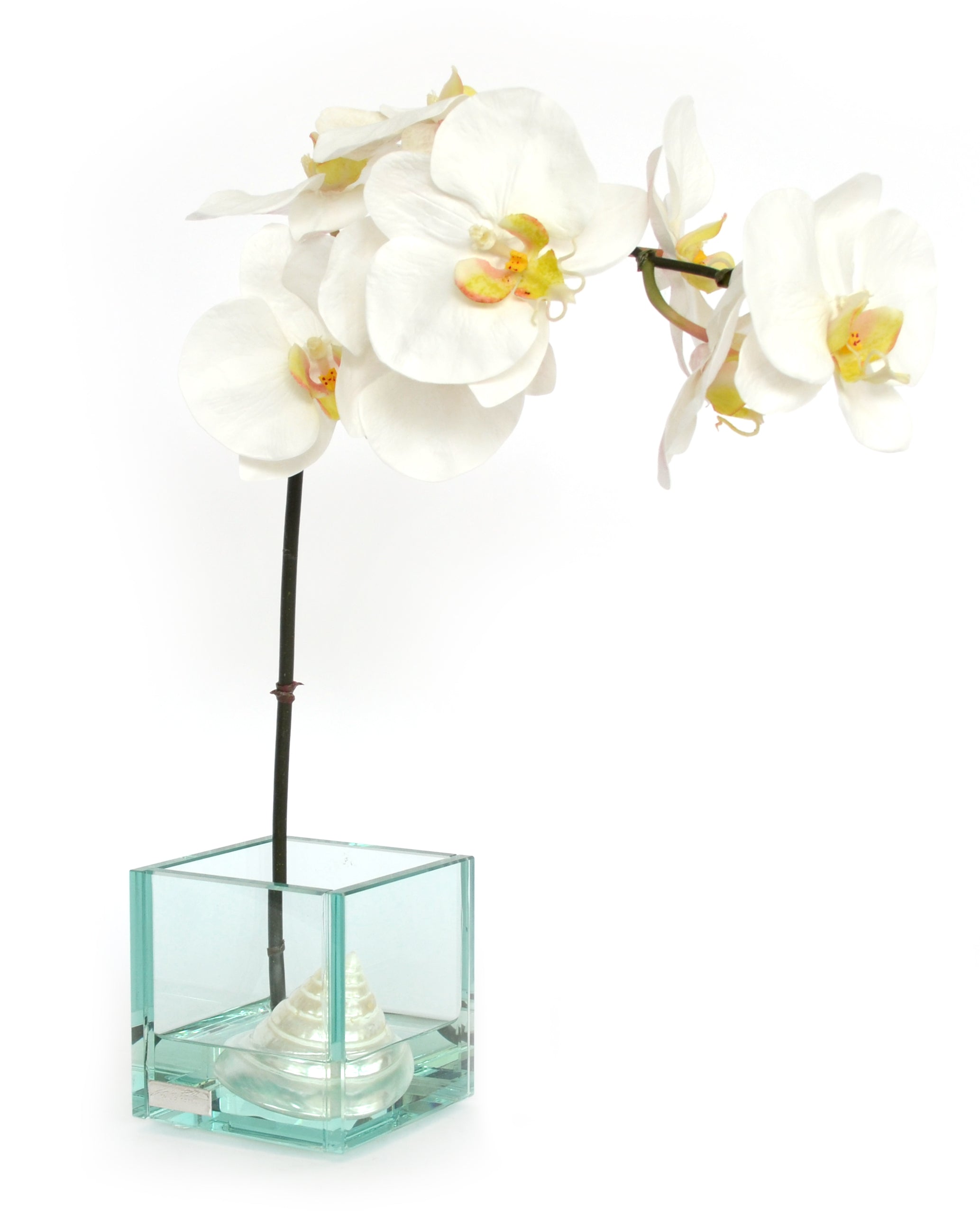 White Phalaenopsis & Seashells 4" Glass Plate Cube