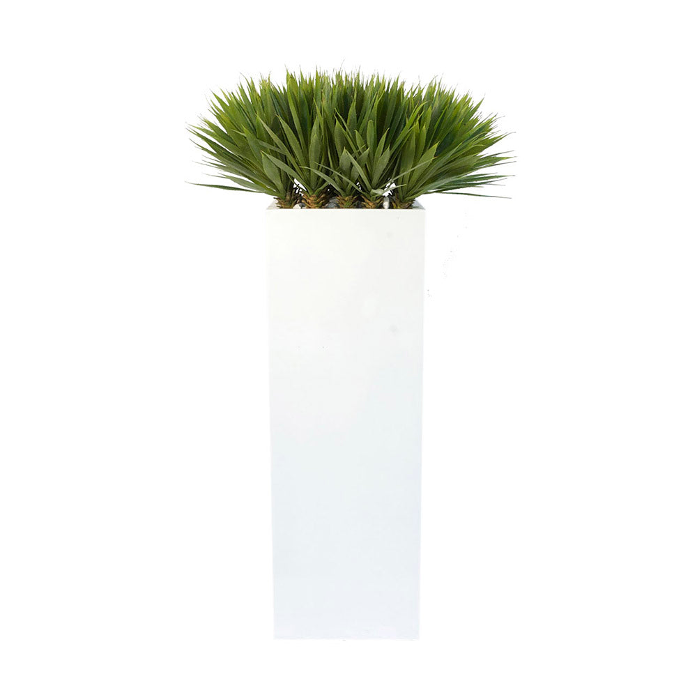 white tall pot plant Yucca in Square Tall Glossy Planter • 2 Sizes Small 52"H