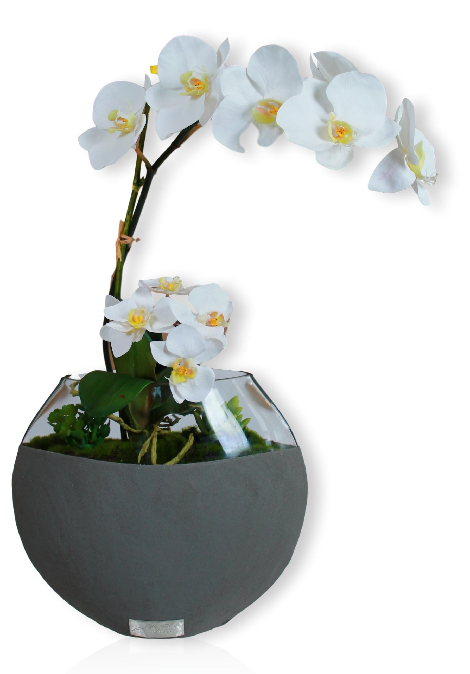 White Phalaenopsis Orchid & Succulent Garden in 10" Dark Concrete Moon Vase