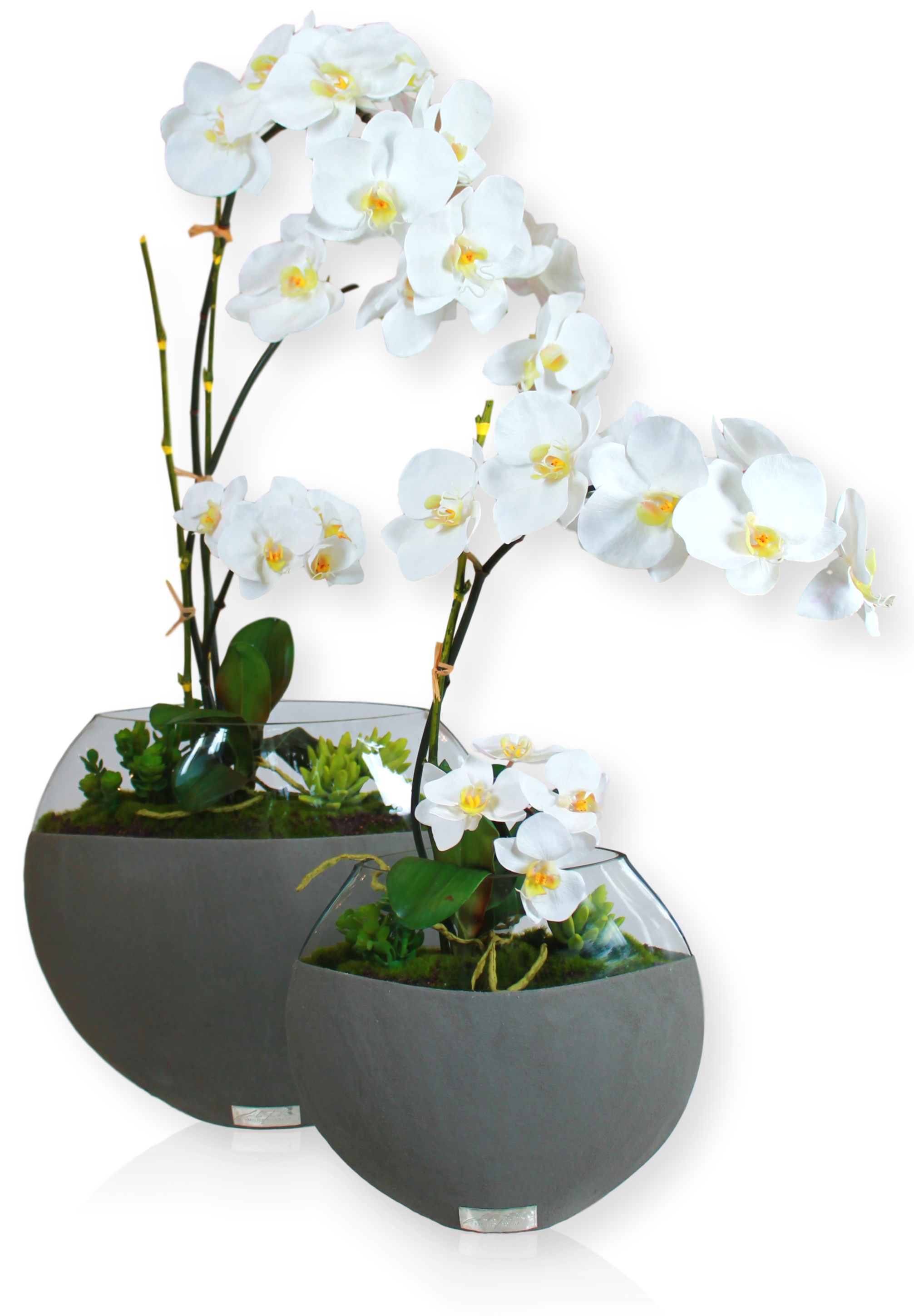 White Phala Garden with Succulents in 10" Dark Concrete Moon Vase