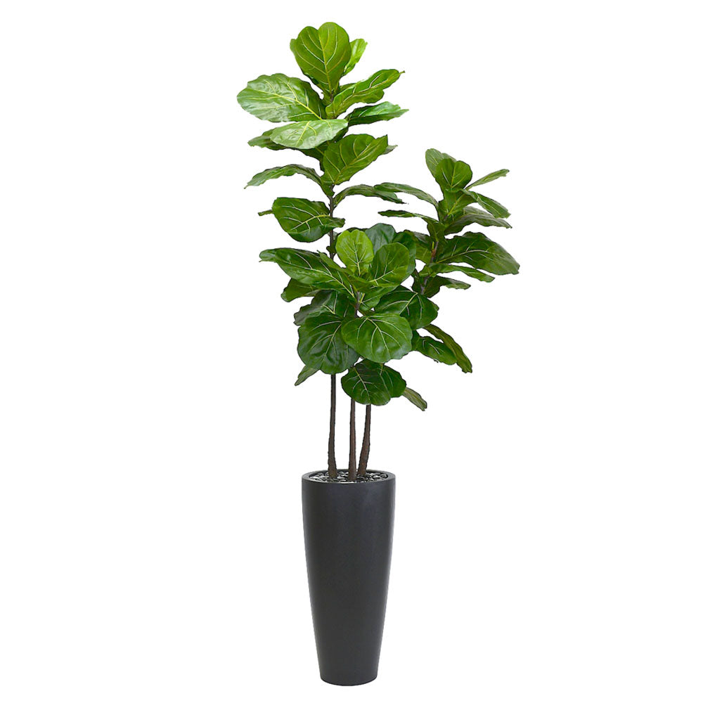 Fig Tree