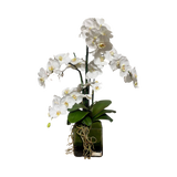 White Phalaenopsis Garden 6.5" Plate Glass Cube