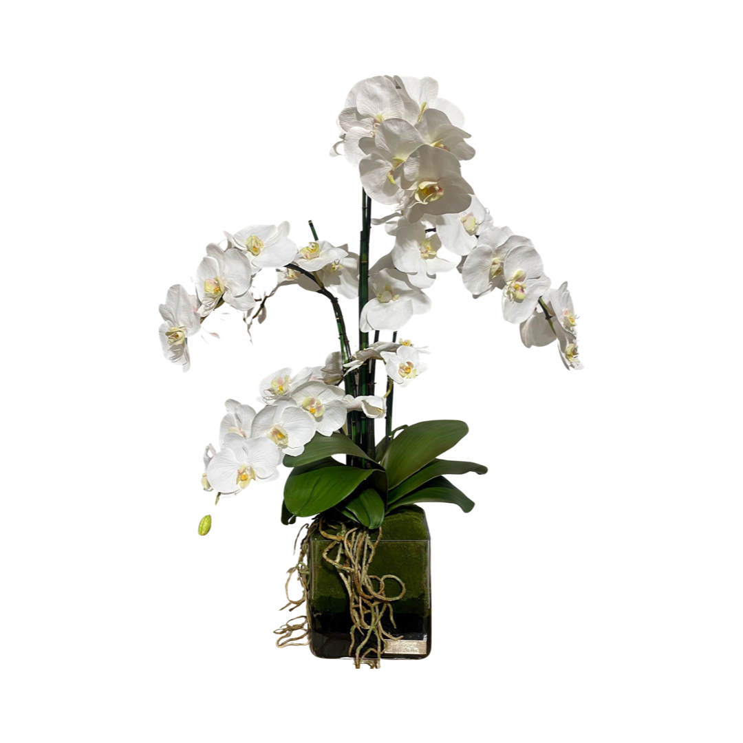 White Phalaenopsis Garden 6.5" Plate Glass Cube