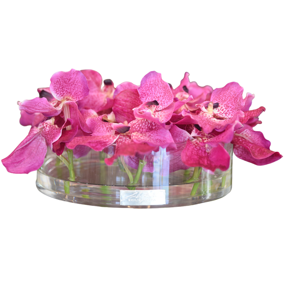 Fuchsia Vanda in Heritage Bowl • 2 sizes