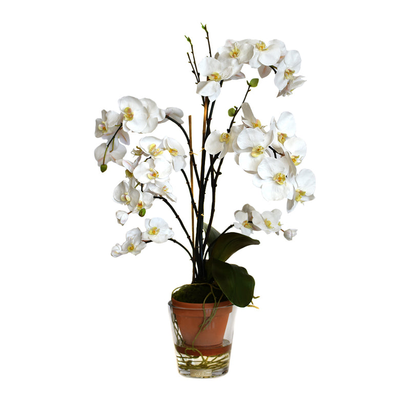 White Phalaenopsis Garden Potted Terracota & Glass Vase • 2 Sizes