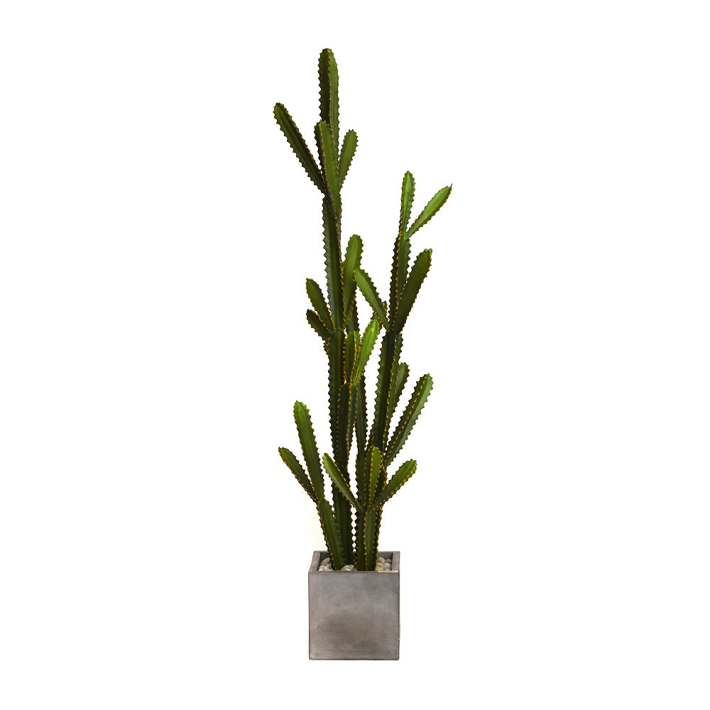 Cactus Garden in Cube Concrete Planter • 2 Sizes