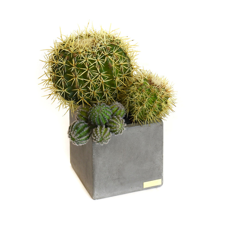 Cactus Garden in Cube Concrete Pot SM