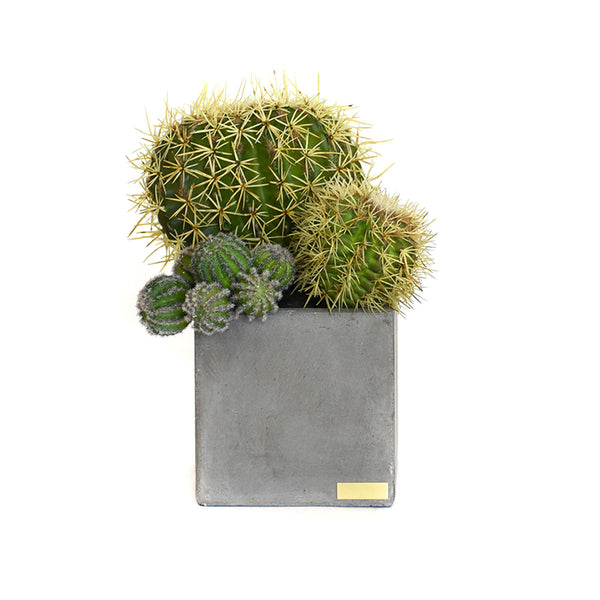 Coupe Feuille Agave Vert Jardin de Cactus de Emilio Robba – Daum Site  Officiel