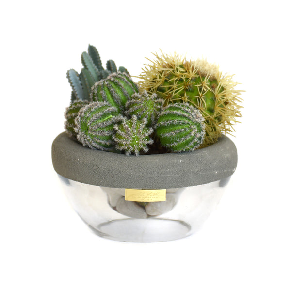 Cactus in Gray Concrete and Glass Bowl SM