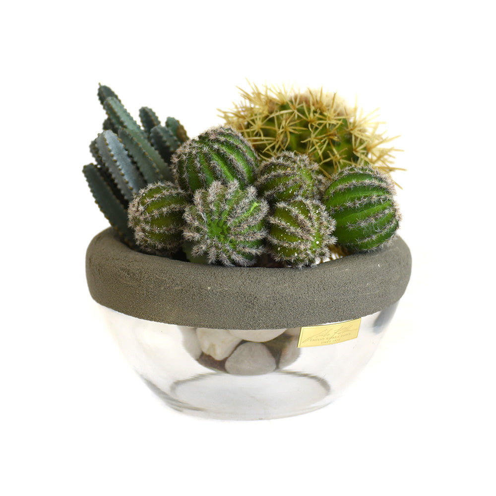 Cactus in Gray Concrete and Glass Bowl SM