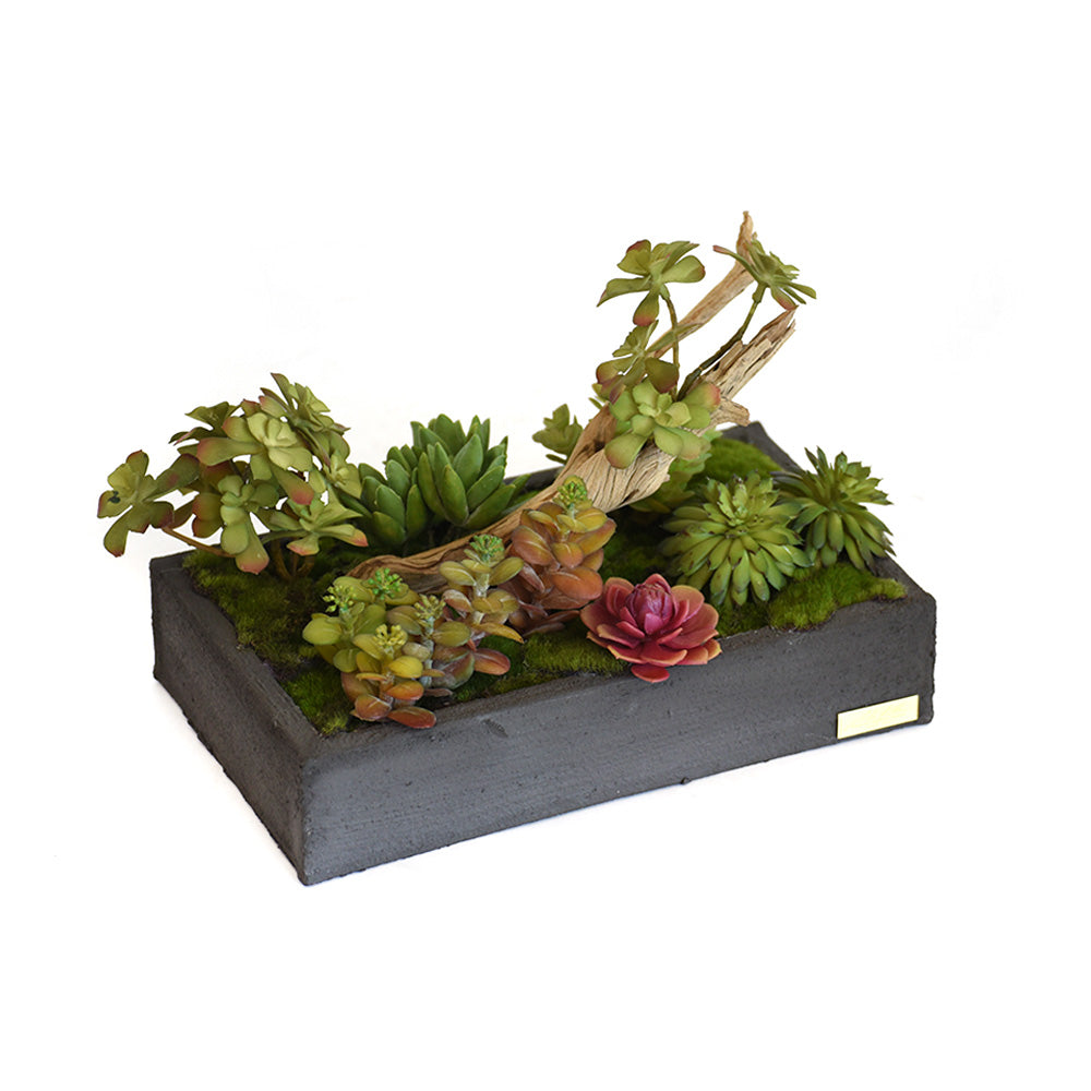 Succulent Garden with Wood in Gray Concrete Container