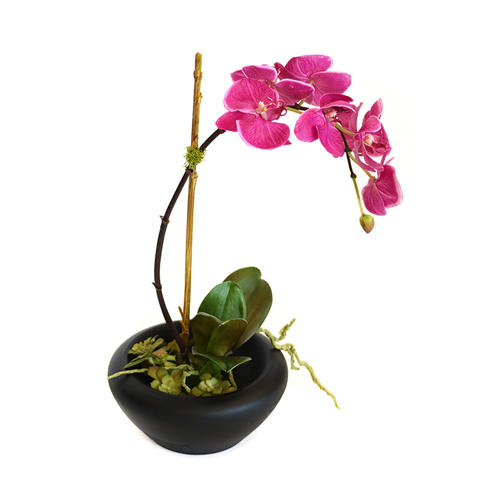 Fuchsia Phalaenopsis Garden in Blooming Black Bowl • 2 Sizes