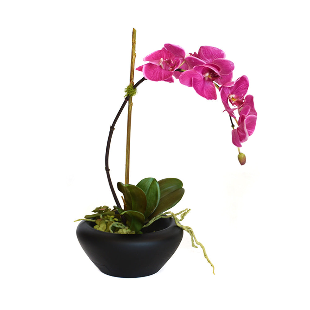 Fuchsia Phalaenopsis Garden in Blooming Black Bowl • 2 Sizes