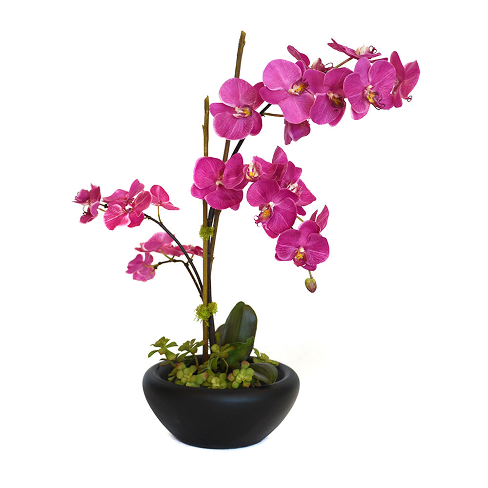 Fuchsia Phalaenopsis Garden in Blooming Black Bowl • 2 Sizes