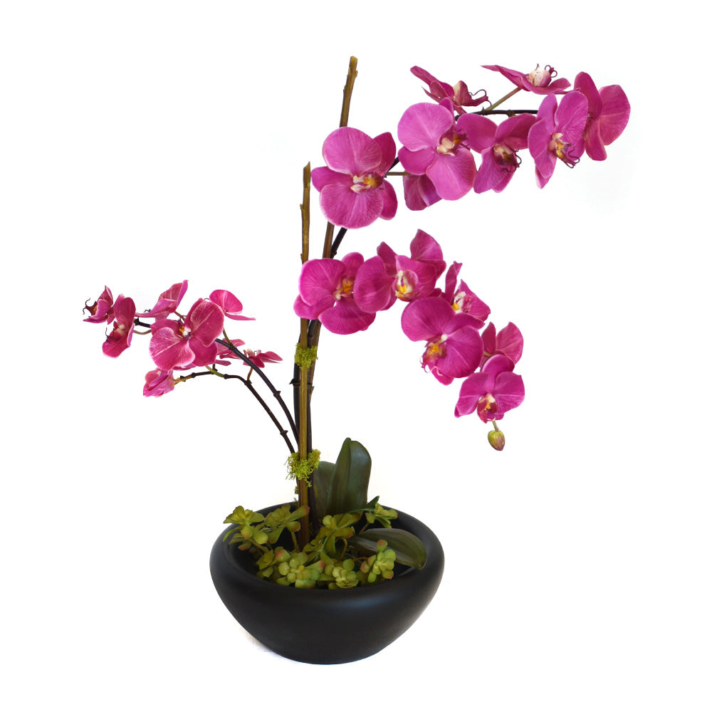 Fuchsia Phalaenopsis Garden in Blooming Black Bowl • 2 Sizes