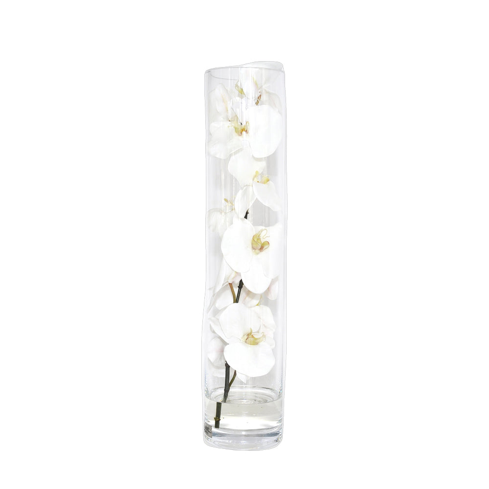 White Phalaenopsis Orchid in Cylinder • 6 Sizes