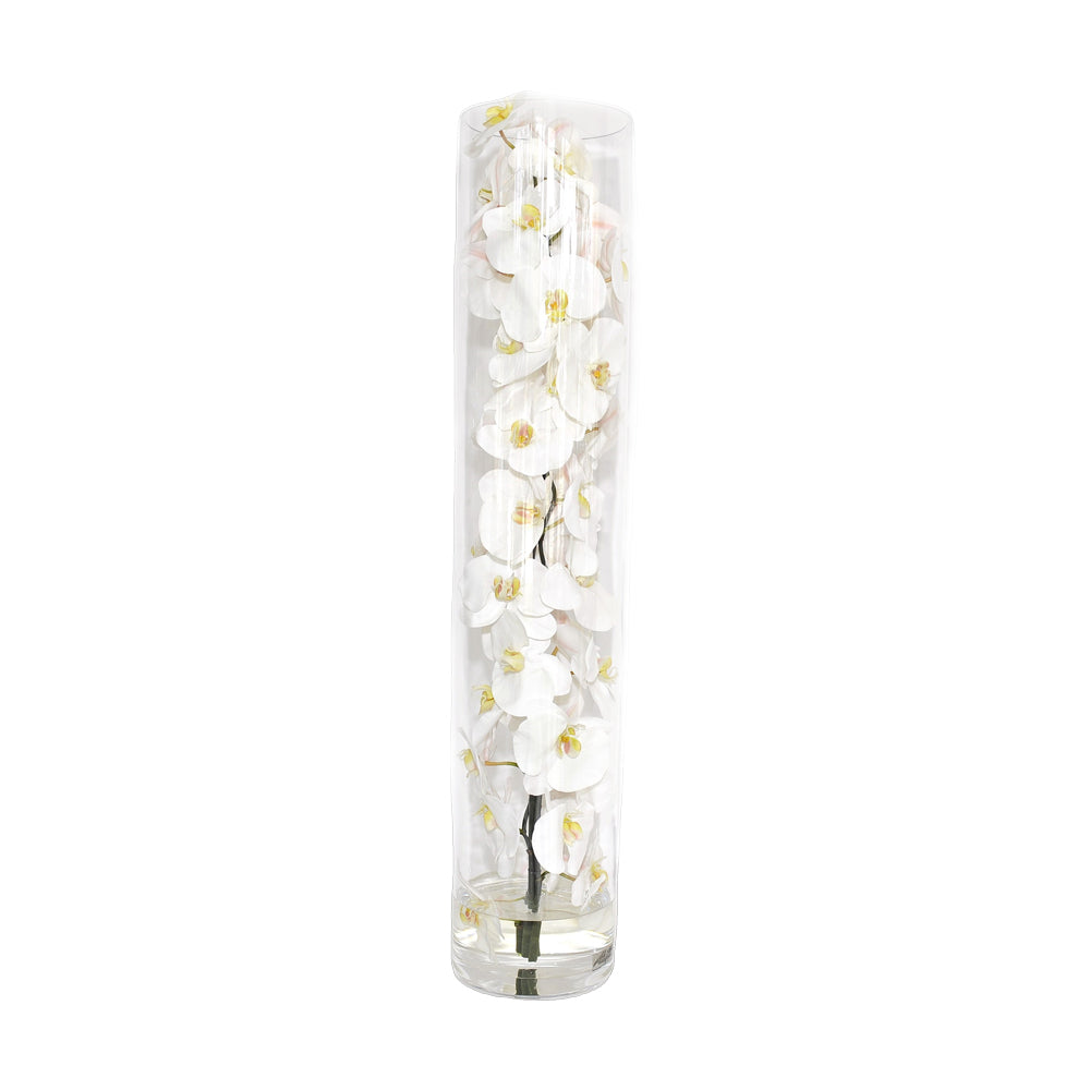 White Phalaenopsis Orchid in Cylinder • 6 Sizes