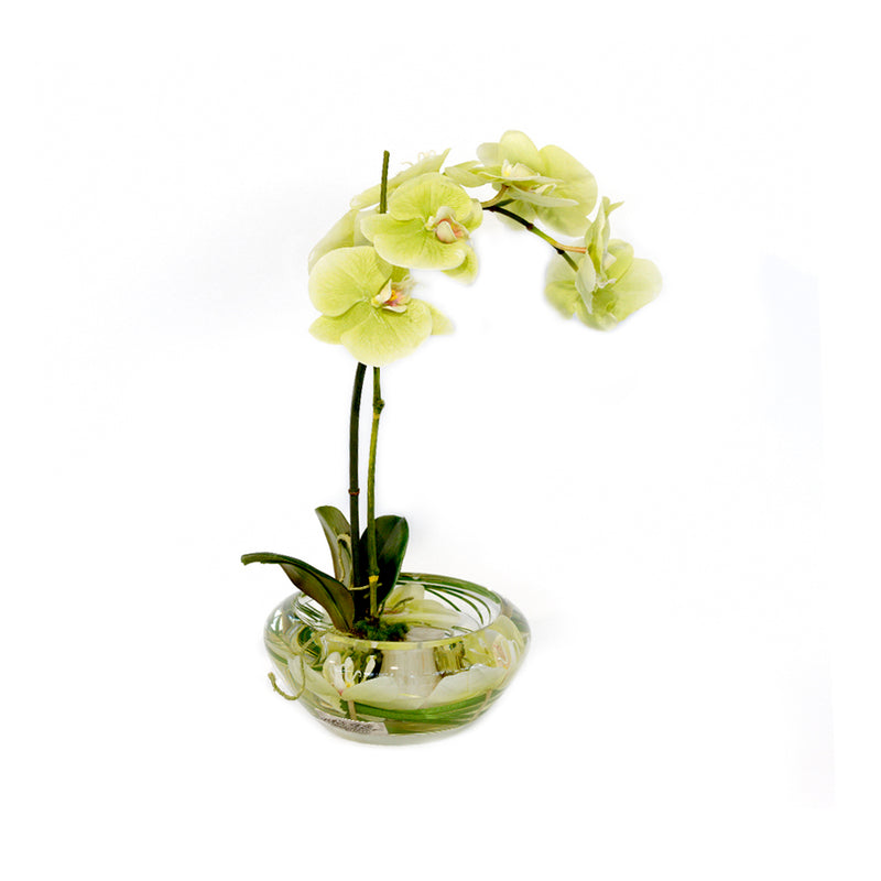 Green Phalaenopsis Plant in Small Bloom Bowl