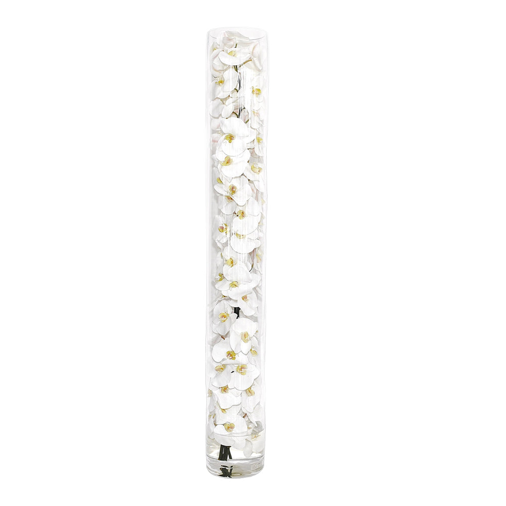 White Phalaenopsis Orchid in Cylinder • 6 Sizes