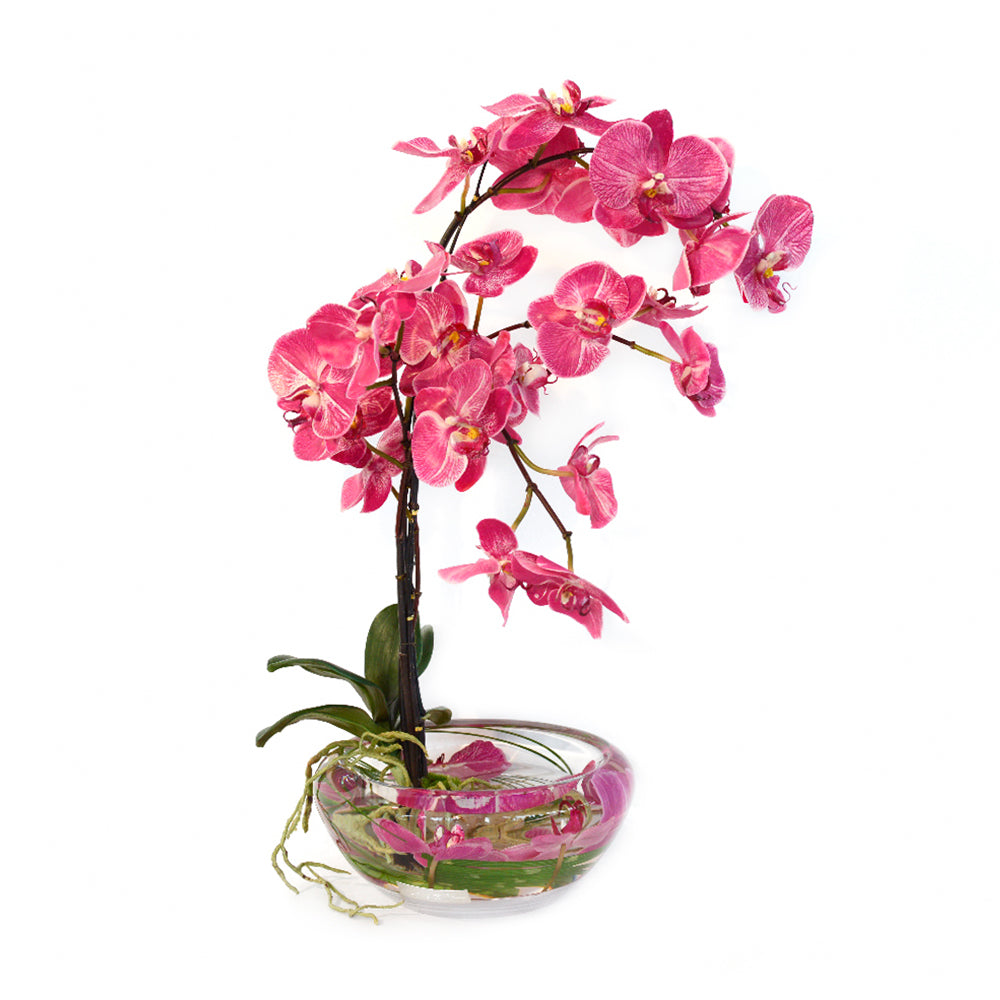 Fuchsia Phalaenopsis Plant Bloom Bowl • 2 Sizes