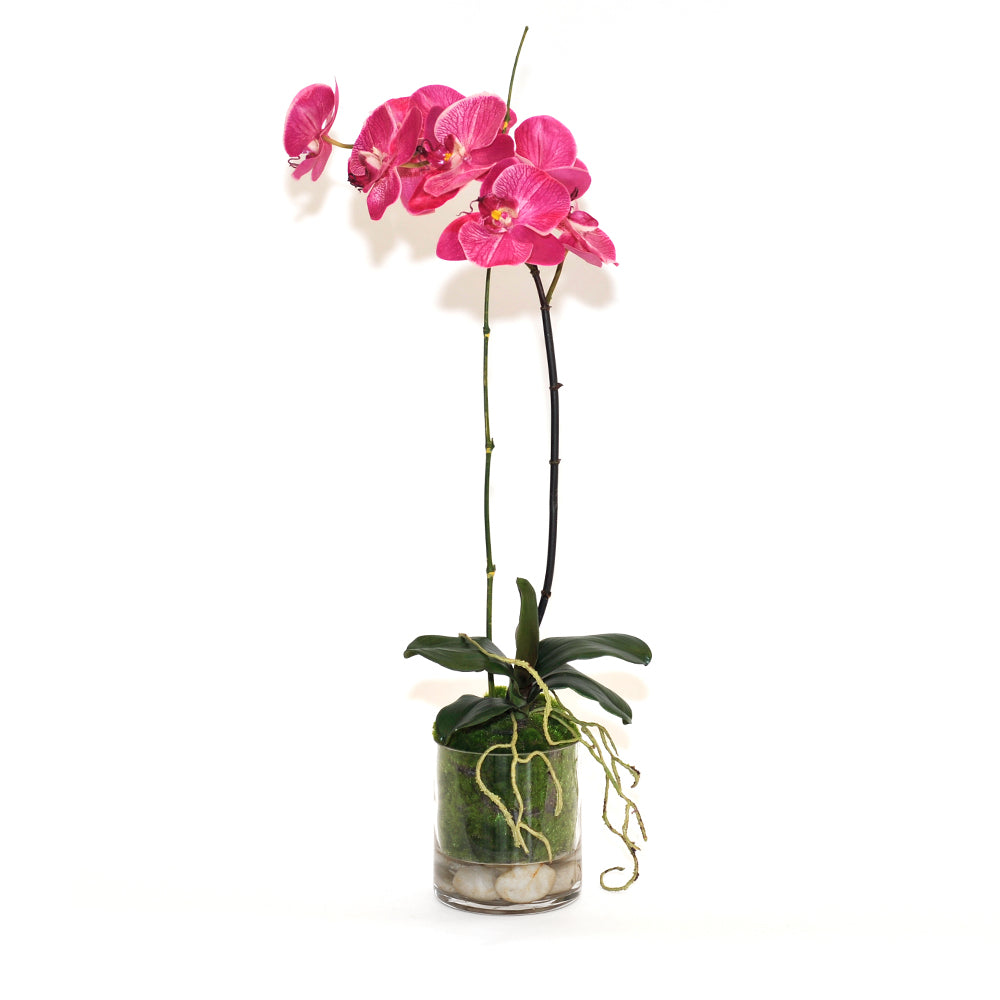 Fuchsia Phalaenopsis Garden 5" Rota Vase