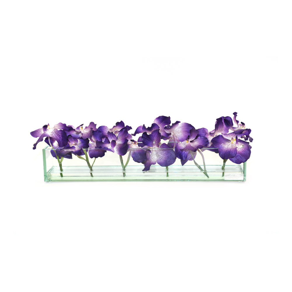 Purple Vanda in Glass Plate Vase • 3 sizes (12", 24" & 48"L)