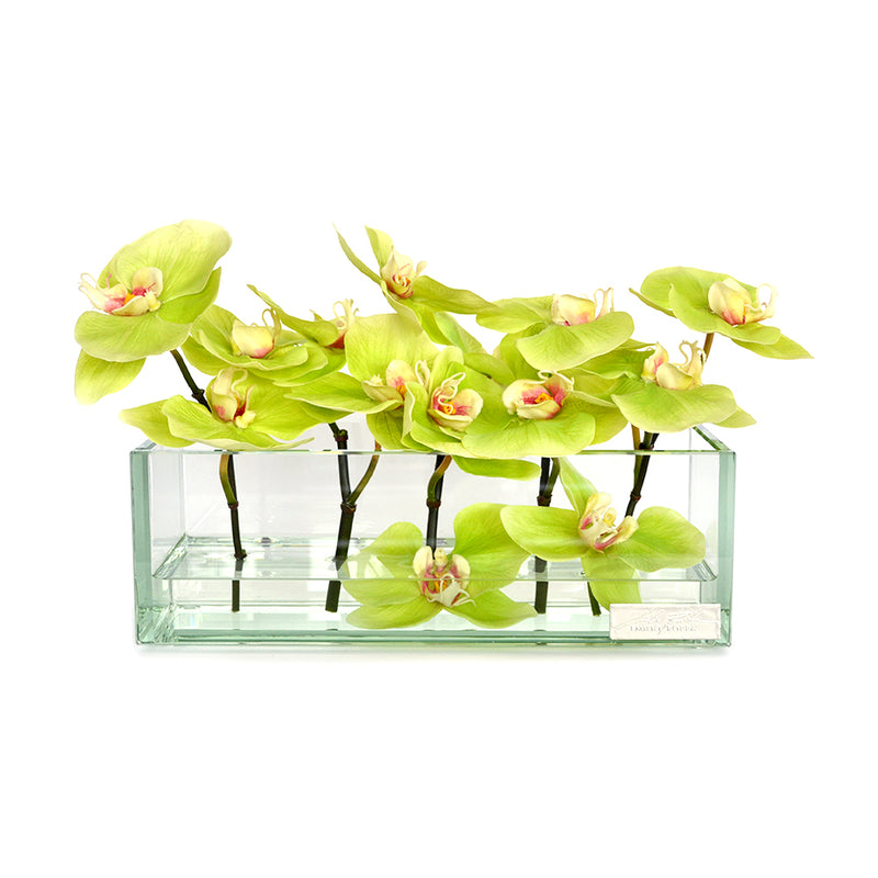 Green Phalaenopsis in Glass Plate Vase • 3 sizes (12", 24" & 48"L)