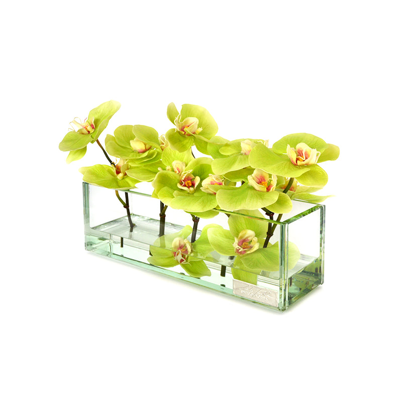 Green Phalaenopsis in Glass Plate Vase • 3 sizes (12", 24" & 48"L)