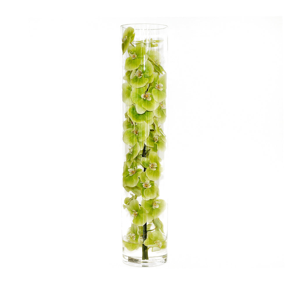 Green Phalaenopsis Orchid in Cylinder • 3 Sizes