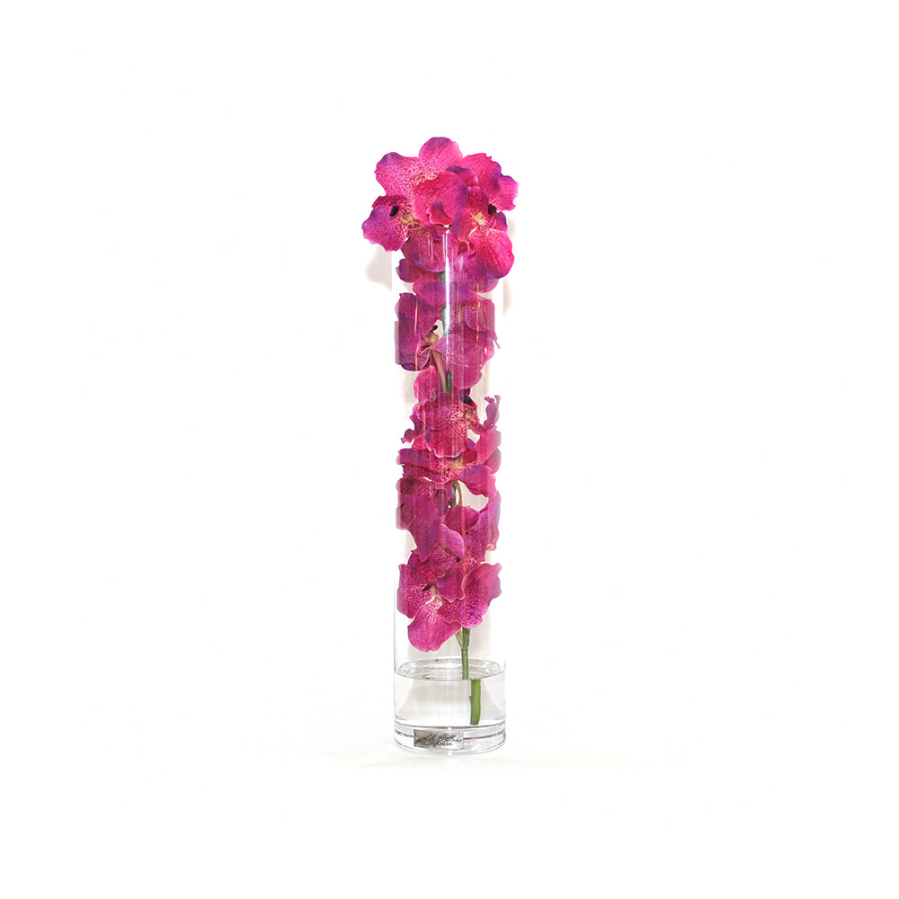 Fuchsia Vanda Orchid in Cylinder • 5 sizes (22", 31.5", 35", 43.5", 47"H)