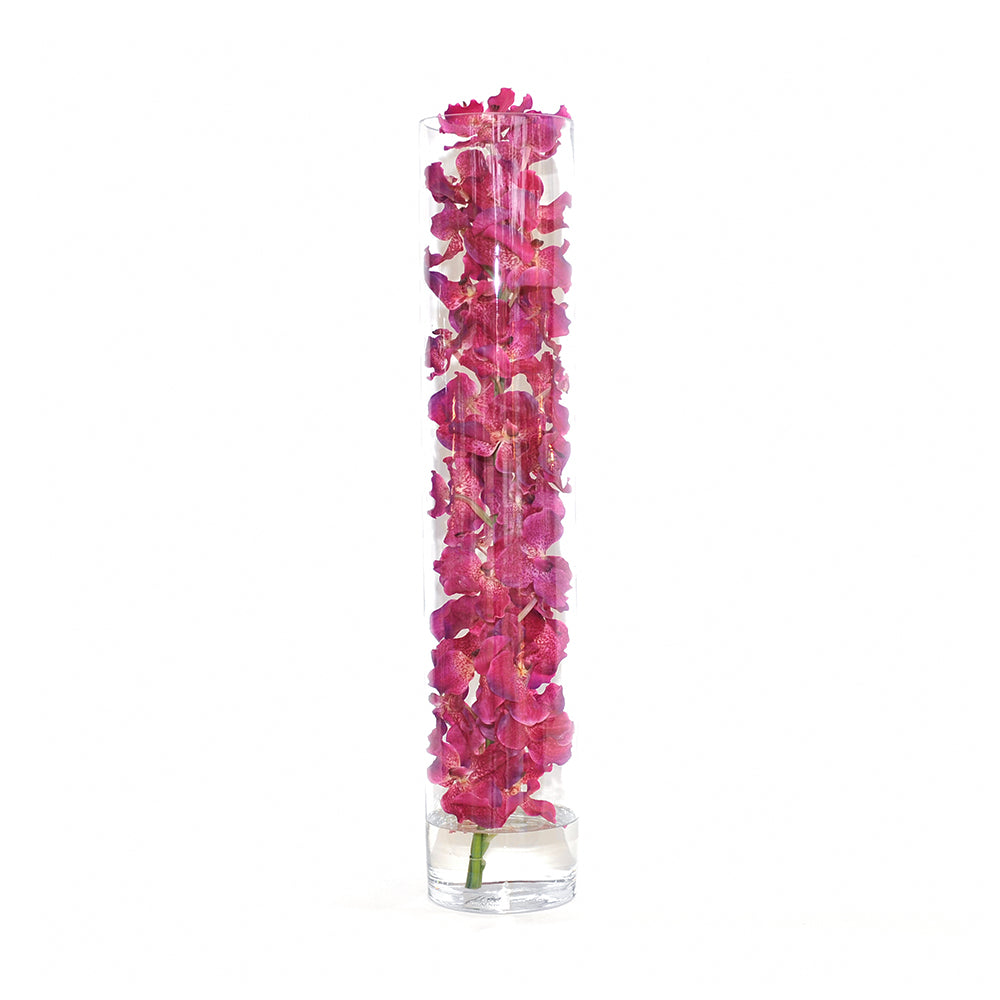 Fuchsia Vanda Orchid in Cylinder • 5 sizes (22", 31.5", 35", 43.5", 47"H)