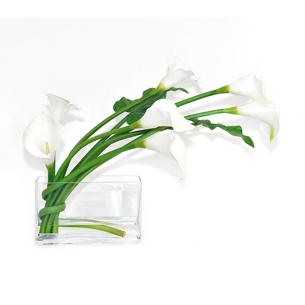 always lily white White Calla Lily 7"H Aquarium