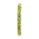 Green Phalaenopsis Orchid in Cylinder • 3 Sizes