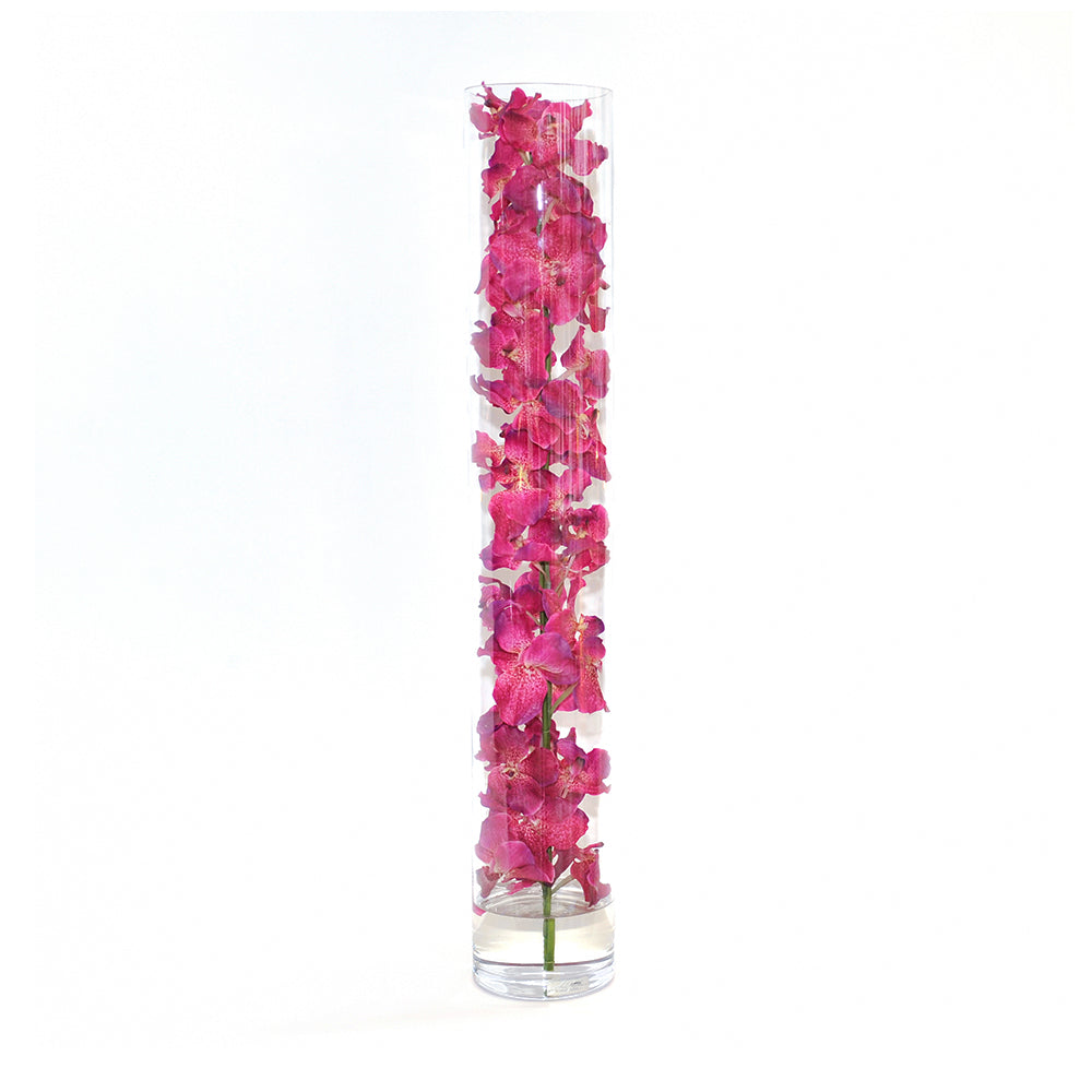 Fuchsia Vanda Orchid in Cylinder • 5 sizes (22", 31.5", 35", 43.5", 47"H)