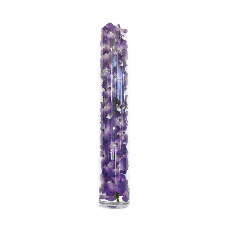 Purple Vanda Orchid in Cylinder • 5 sizes (22", 31.5", 35", 43.5", 47"H)
