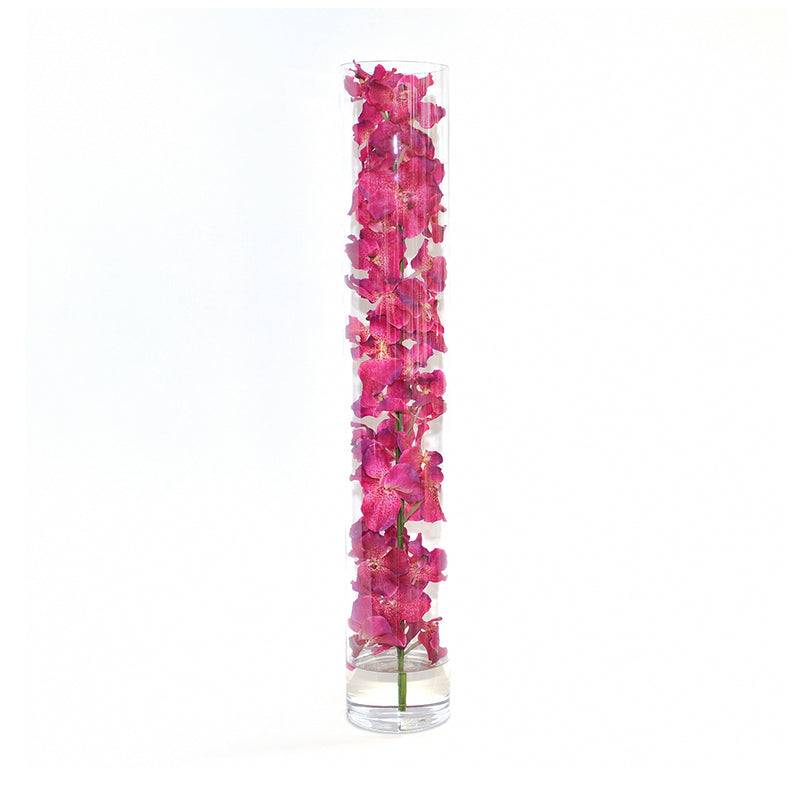 Fuchsia Vanda Orchid in Cylinder • 5 sizes (22", 31.5", 35", 43.5", 47"H)