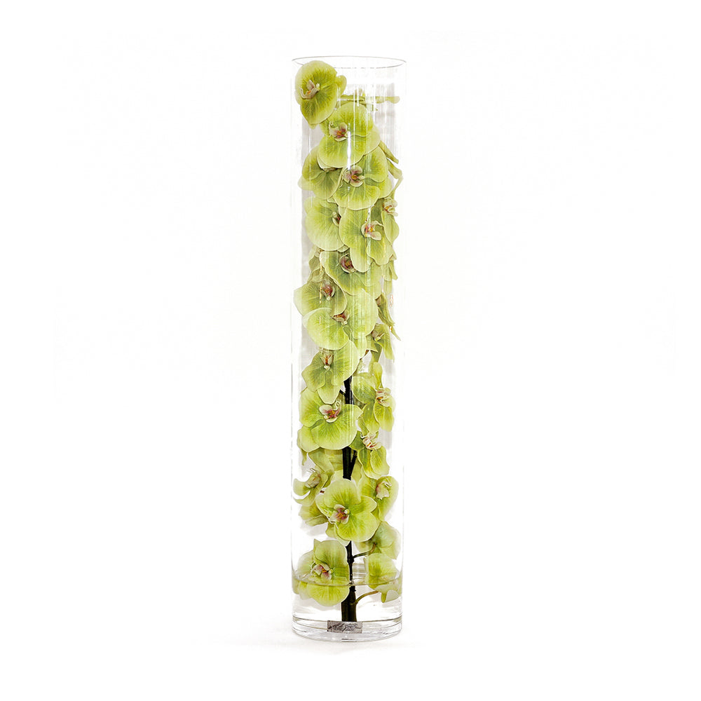 Green Phalaenopsis Orchid in Cylinder • 3 Sizes