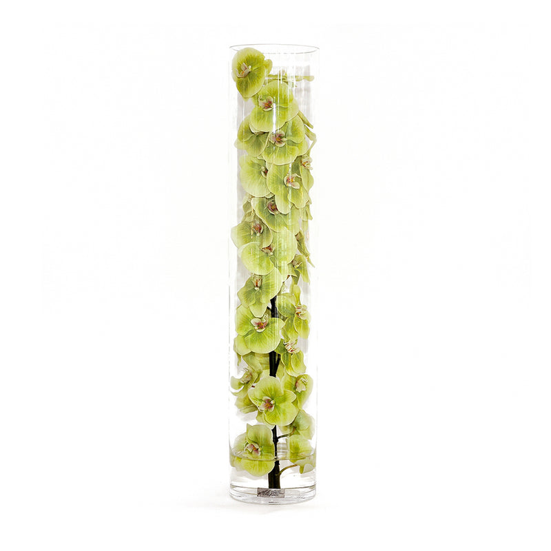 Green Phalaenopsis Orchid in Cylinder • 3 Sizes