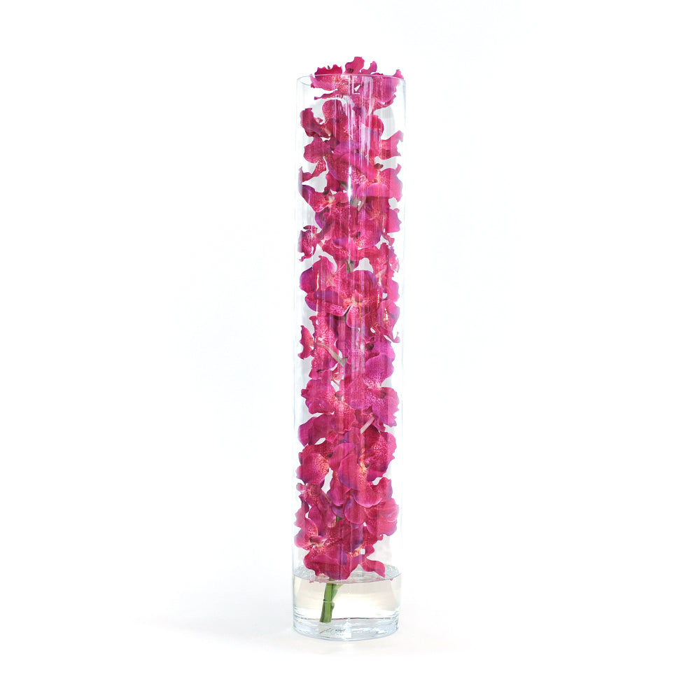 Fuchsia Vanda Orchid in Cylinder • 5 sizes (22", 31.5", 35", 43.5", 47"H)